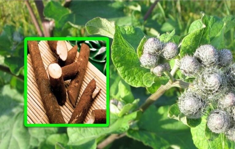 Burdock ass héich geschätzt an der Behandlung vun Arthrosis vum Kniegelenk mat Folk Heilmittel. 