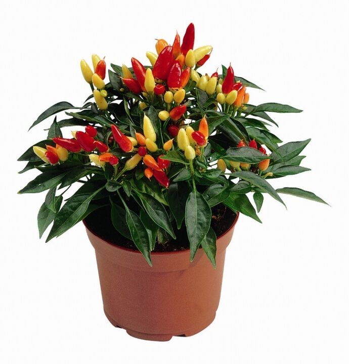 capsicum capsicum an HondroFrost fir polyarthritis